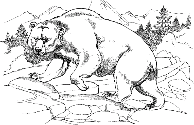 Ursos 31