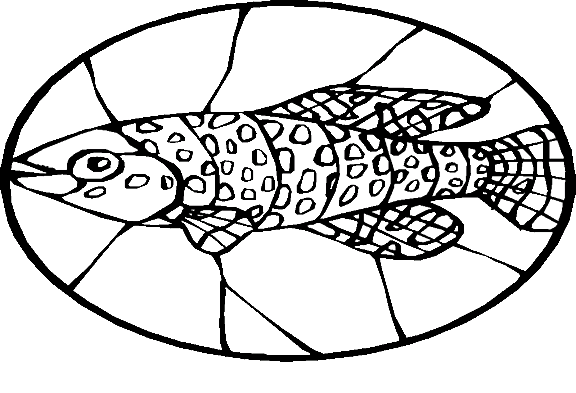 Peixes 64