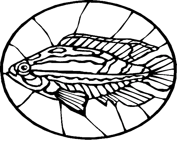 Peixes 67