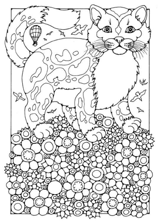 Gatos 59