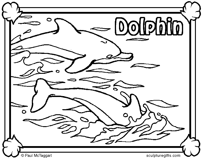 Golfinhos 13