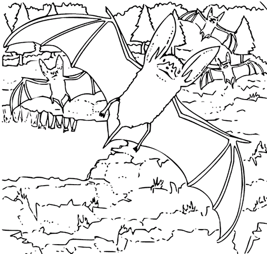Morcegos 7