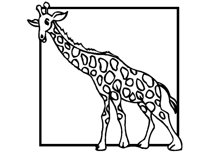 Girafas 7