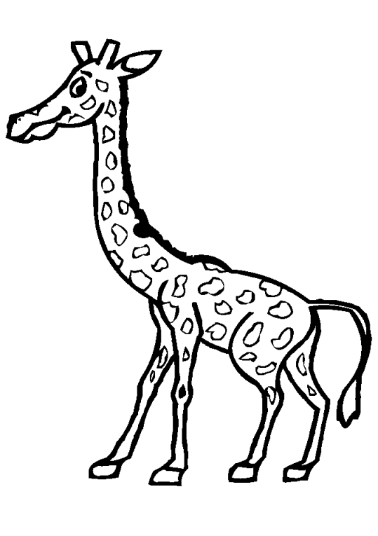 Girafas 12