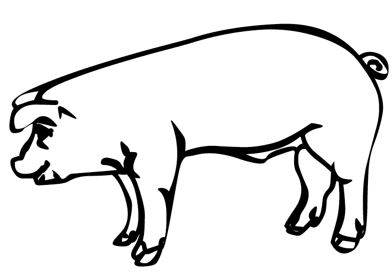 Porcos 13