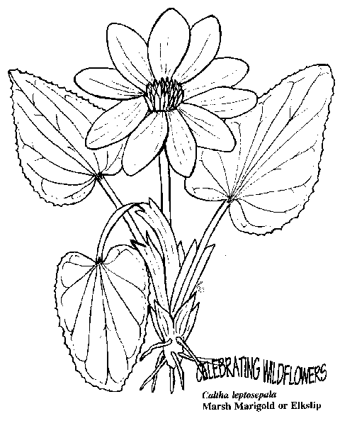 Flores 36