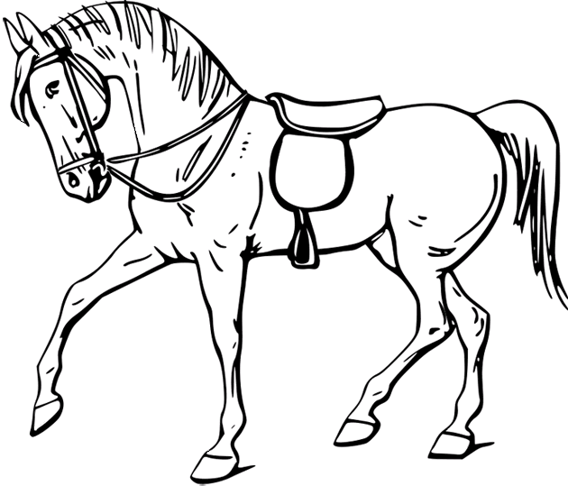 Cavalos-Marinhos 38
