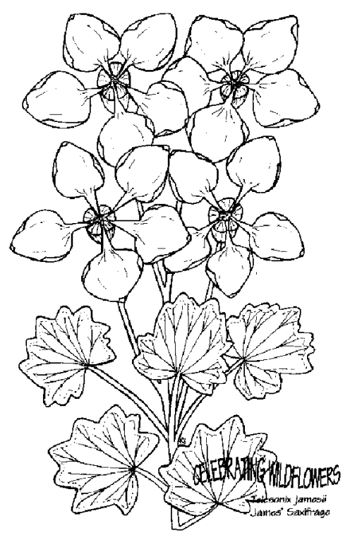 Flores 41