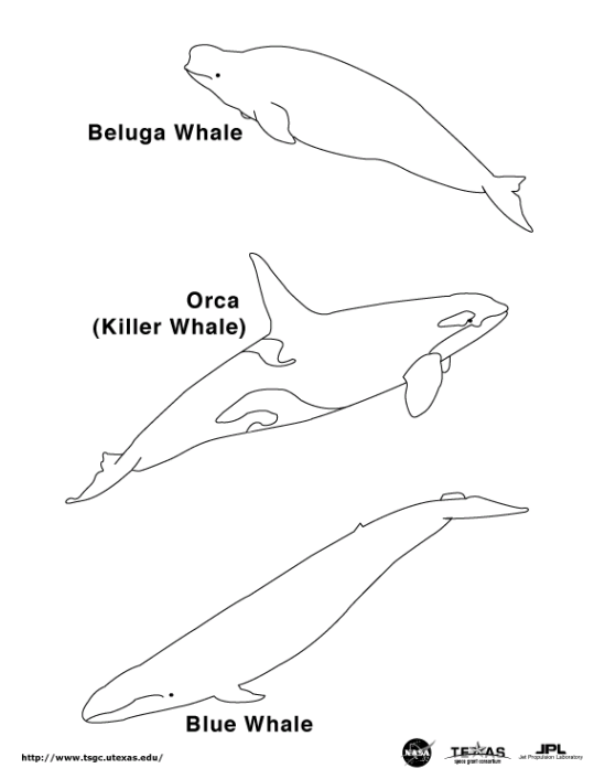 Baleias 5