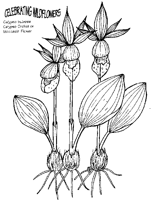 Flores 44