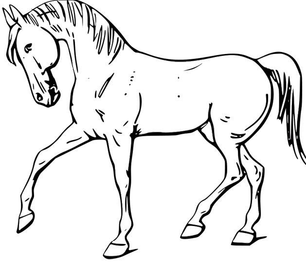 Cavalos-Marinhos 42