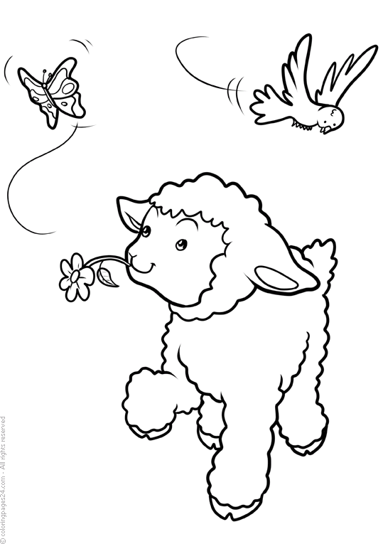 Desenho de Animais Para Colorir de Ovelha