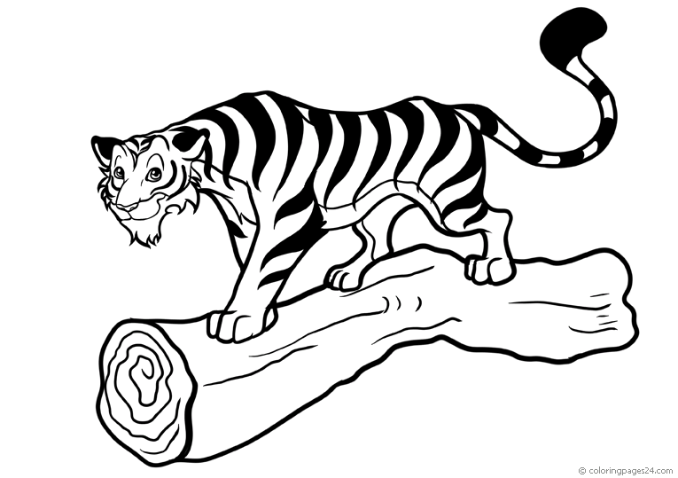 Tigres 6