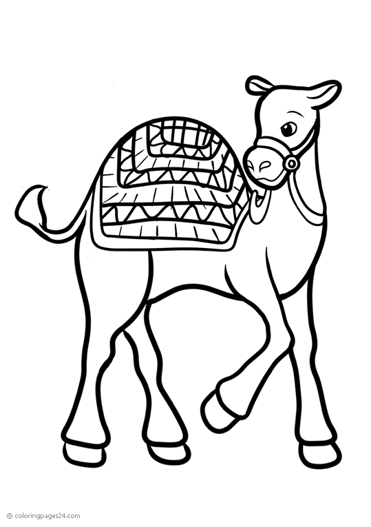 Camelos 6
