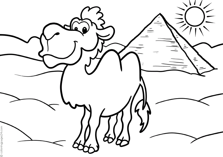 Camelos 7
