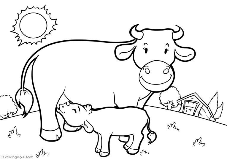 Vacas e Bois 12