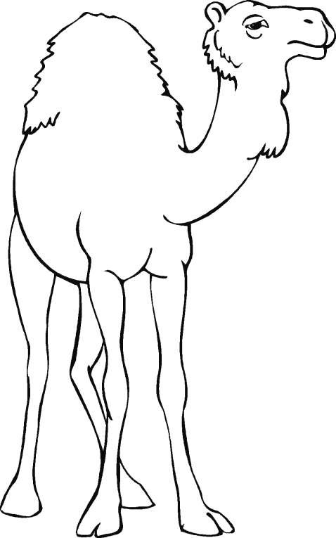 Camelos 1