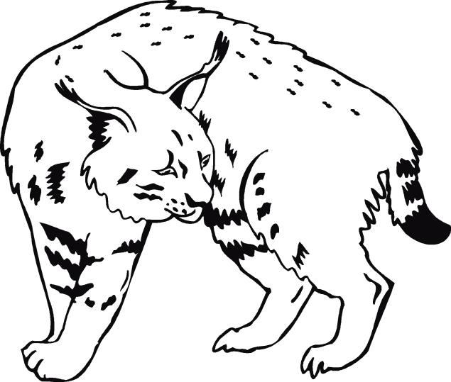 Lince 1