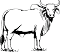 Vacas e Bois - 6