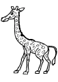 Girafas - 12