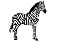 Zebras - 4