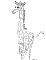 Girafas - 14