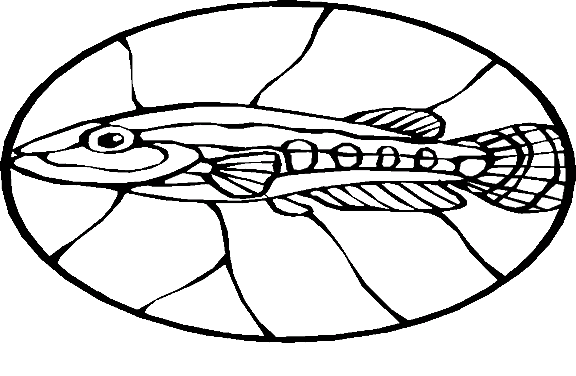 Peixes 63