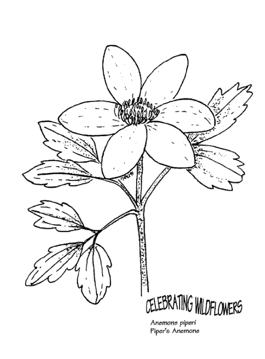 Flores 21