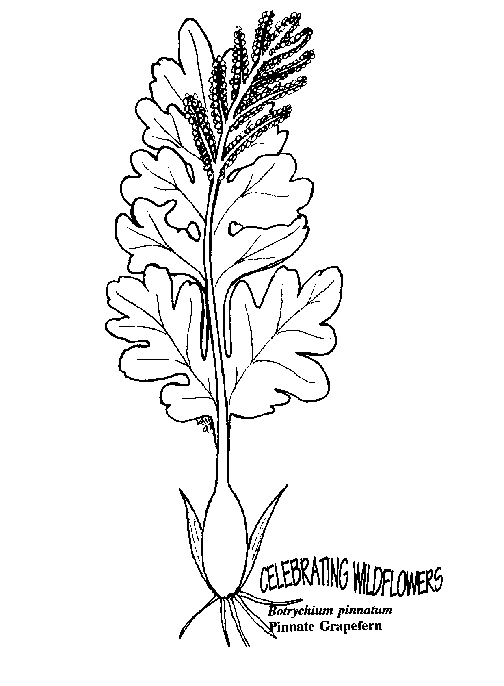 Flores 46