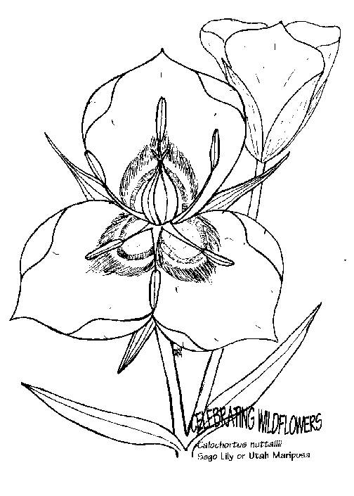 Flores 49