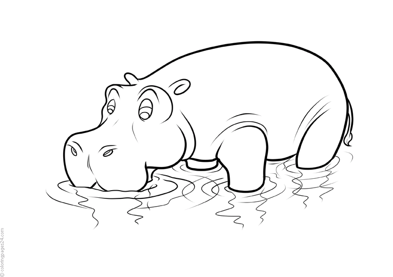 Hipopótamos 9