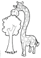 Girafas - 19